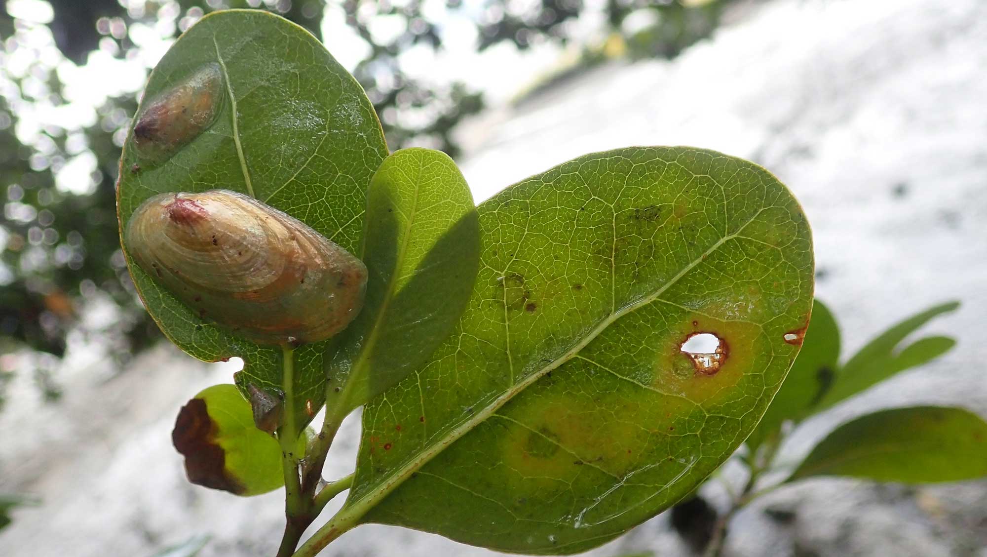 Photograph of the terrestrial snail Enigmonia aenigmatica.