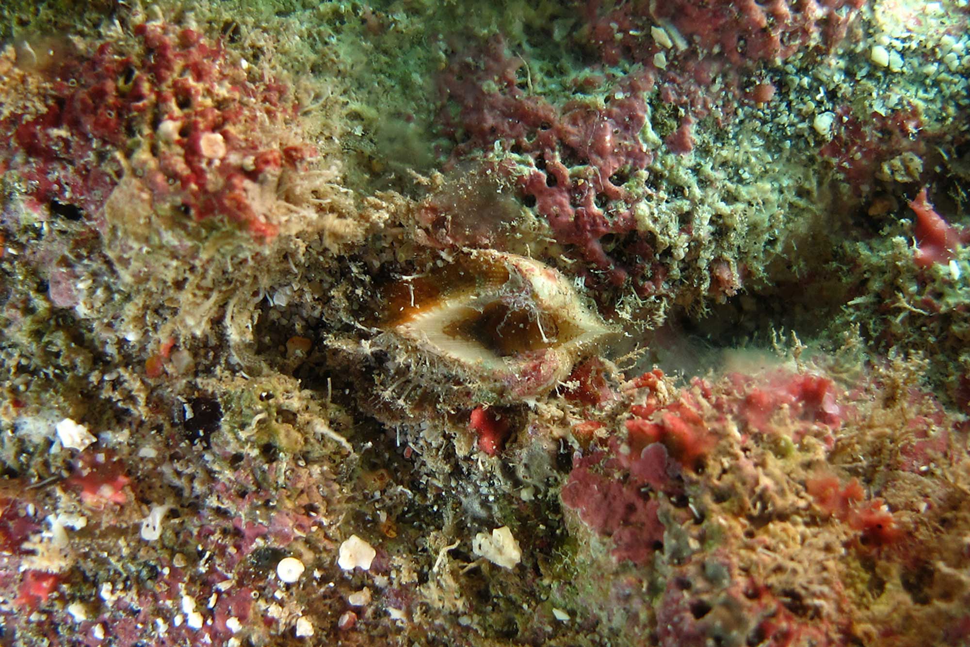 Photograph of a modern bivalve encrusted by epibionts.