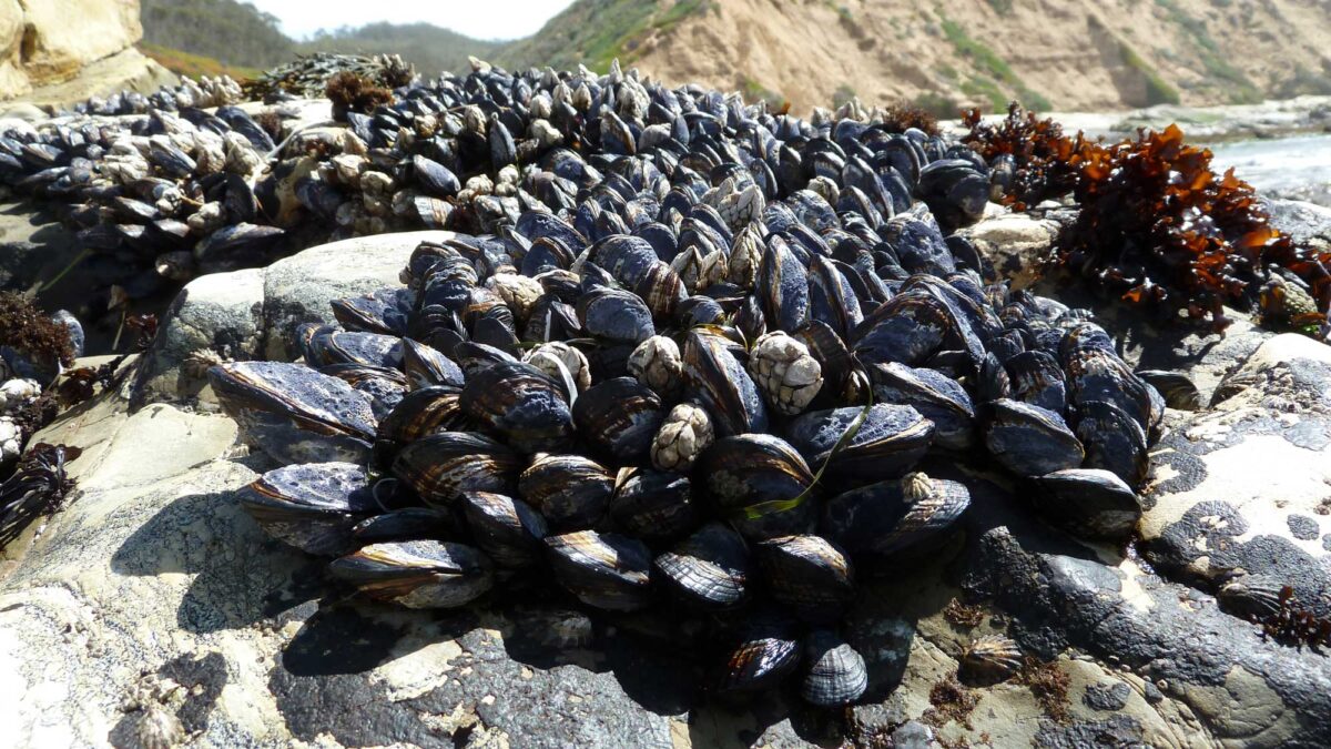 Cluster of mussels attached to a rock along the coast of California.