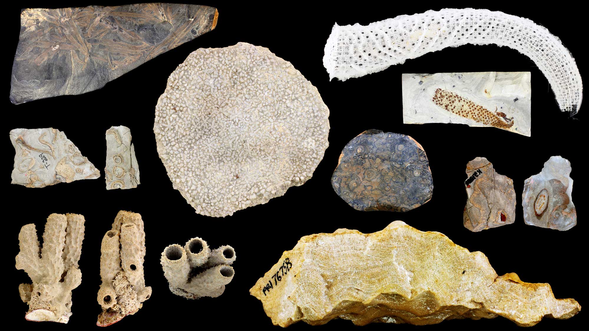Image of a variety of modern and fossil sponges
