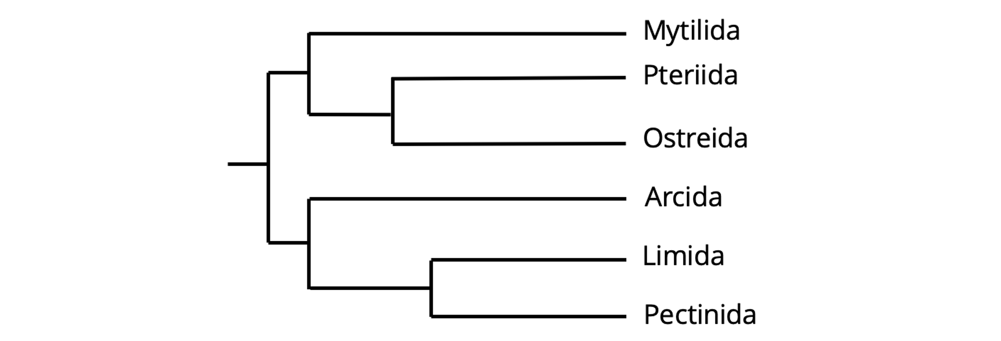 Image showing the phylogeny of pteriomorph bivalves.