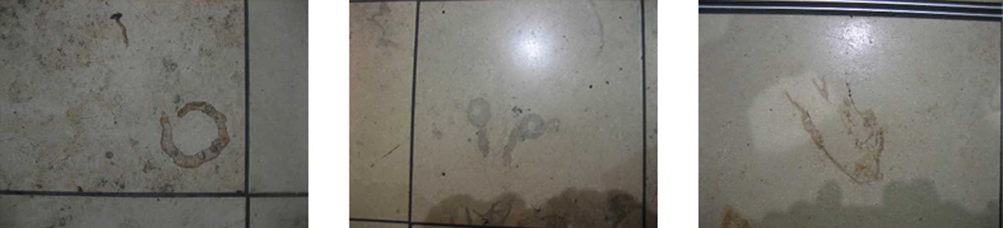 Photographs of rudist fossils preserved in airport tiles.