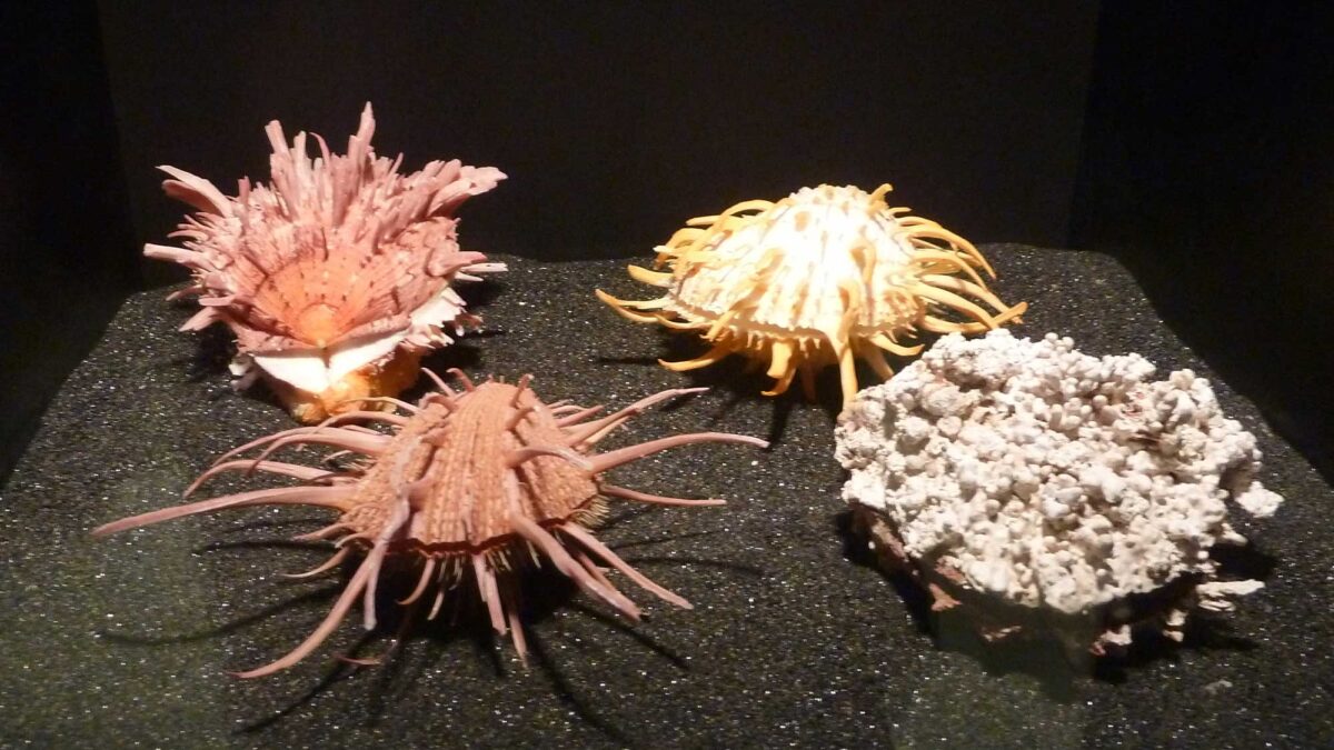 Photograph of spiny Spondylus bivalve shells.