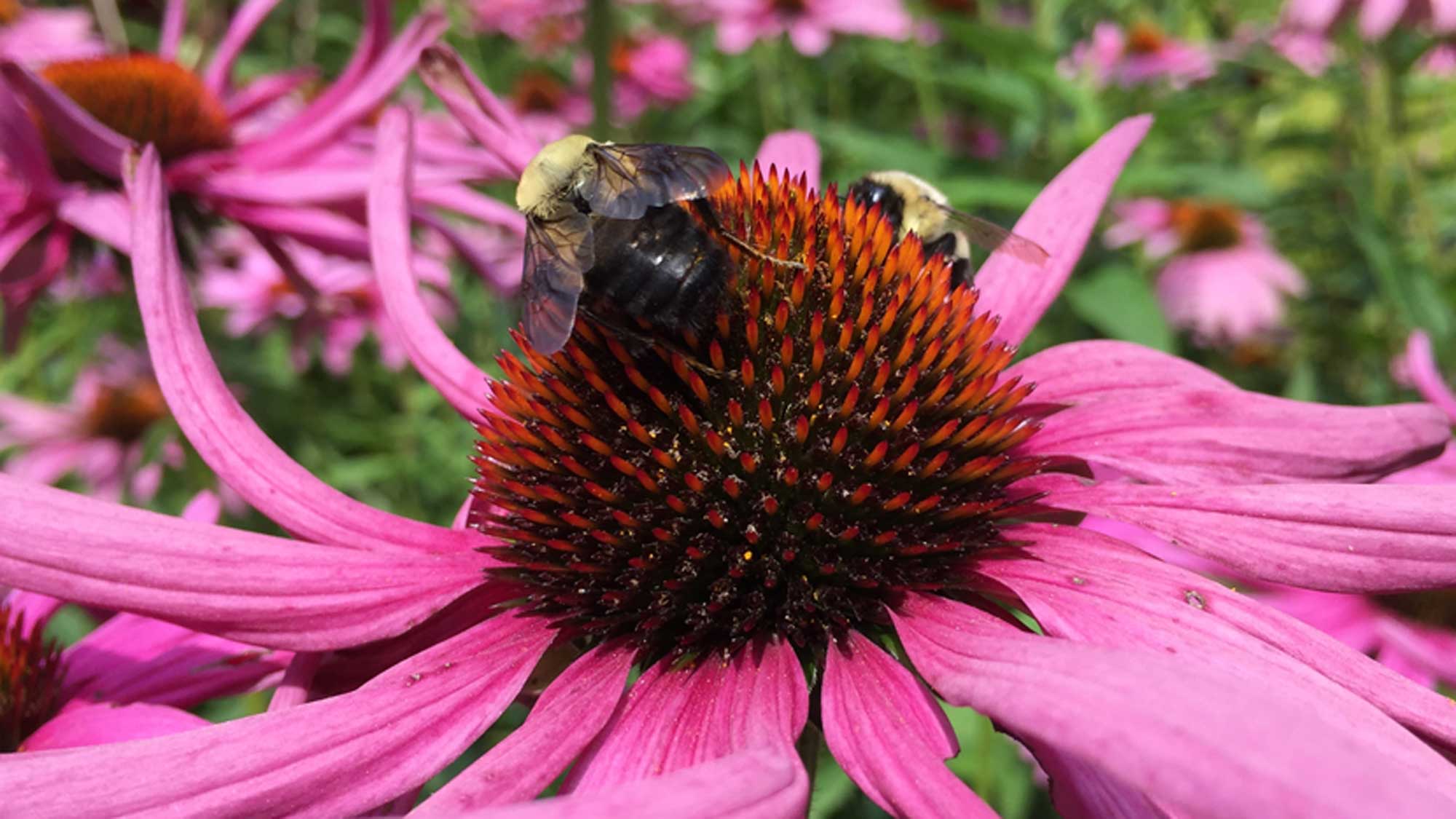 Photograph of two bees on an echinacea flower.