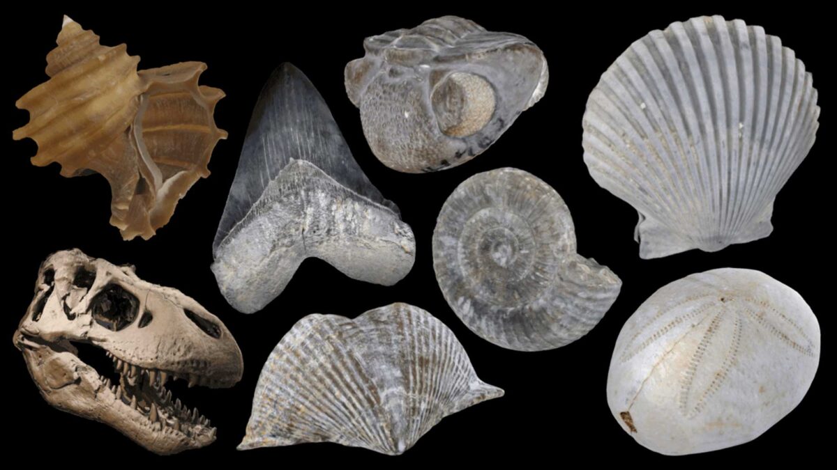 Images of various types of fossils.