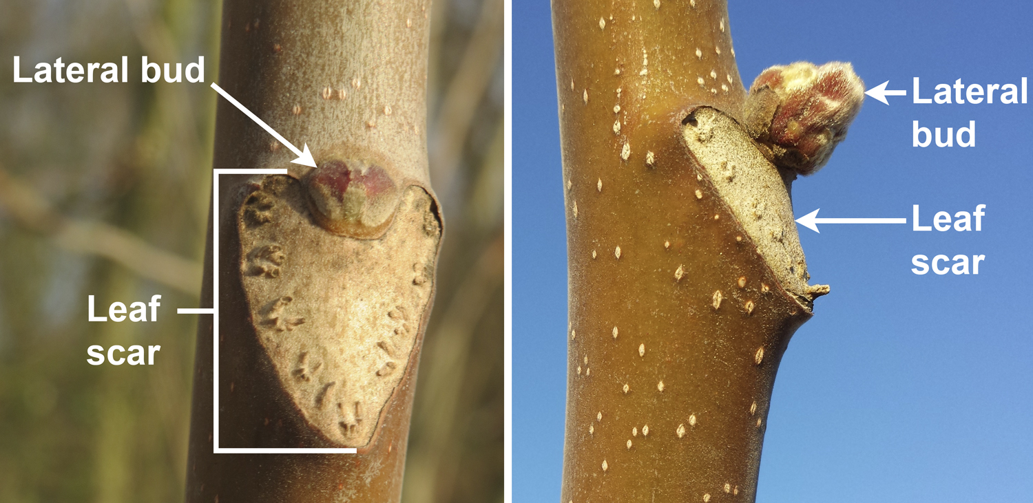 2-Panel photo figure. Panel 1: Heart-shaped leaf scar in face view with bud above it. Panel 2. Leaf scar in later view with swollen bud above it.