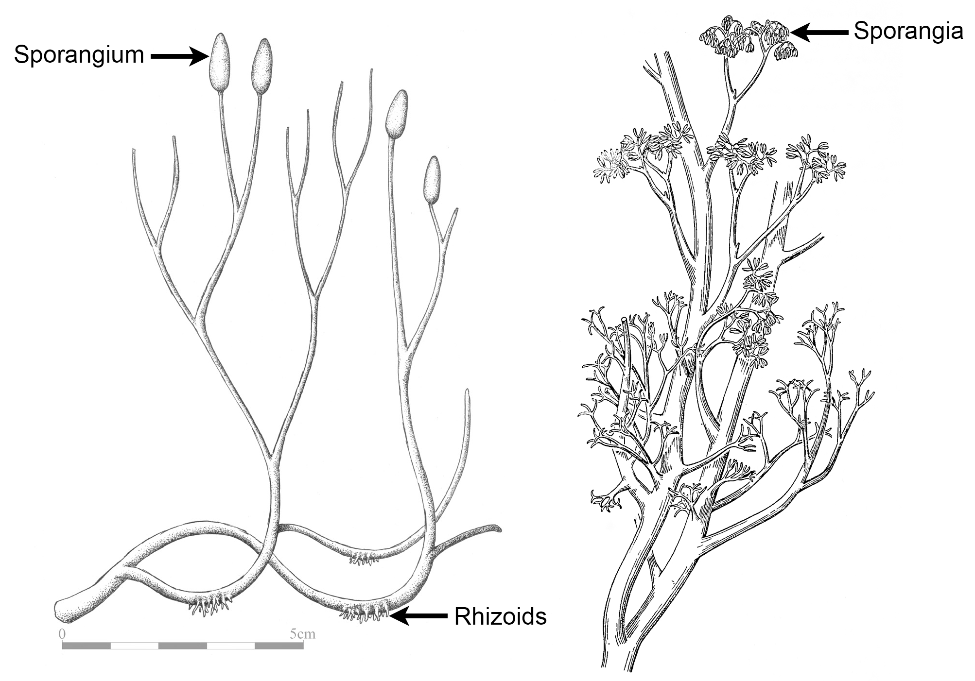 2-Panel figure. Panel 1: Drawing showing a reconstructions of Aglaophyton major, a dichotomizing plant. Panel 2: Drawing showing a reconstruction of Psilophyton dawsonii, a plant with a mix of dichotomous and pseudomonopodial branching.