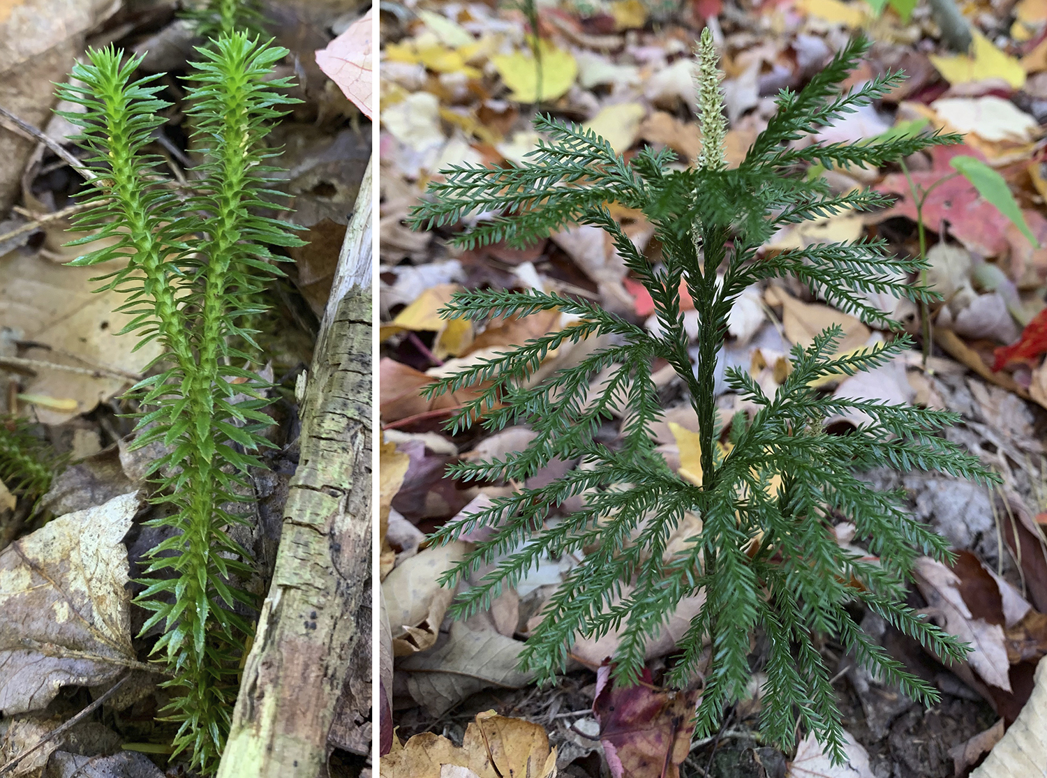 2-Panel photo figure. Panel 1: Shining firmoss showing a single dichotomy with two equal branches. Panel 2: Clubmoss that appears to have a central stem with lateral branching units.