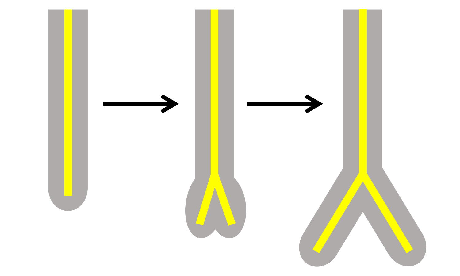 3-Part diagram showing apical branching in a root. Part 1: Single root axis with central vascular tissue. Part two: Root tip and internal vascular tissue begin to fork. Part 3. Lateral two branches develop further, forming an equal dichotomy.