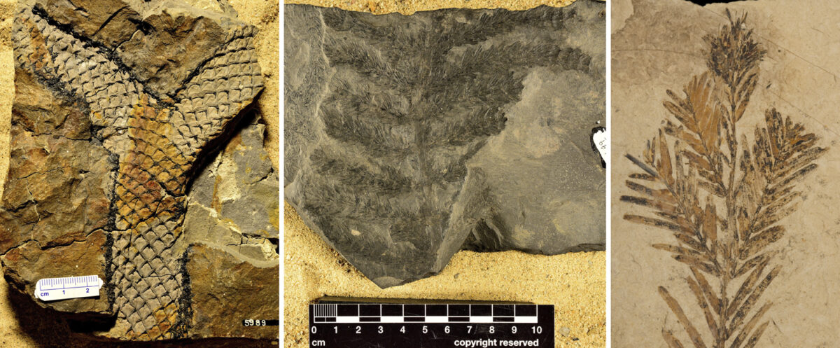 3-Panel figure, photos of fossils preserving branches. Panel 1: Apical branching in Lepidodendron. Panel 2: Non-axillary lateral branching in Asterophyllites. Panel 3: Axillary lateral branching in dawn redwood (Metasequoia)