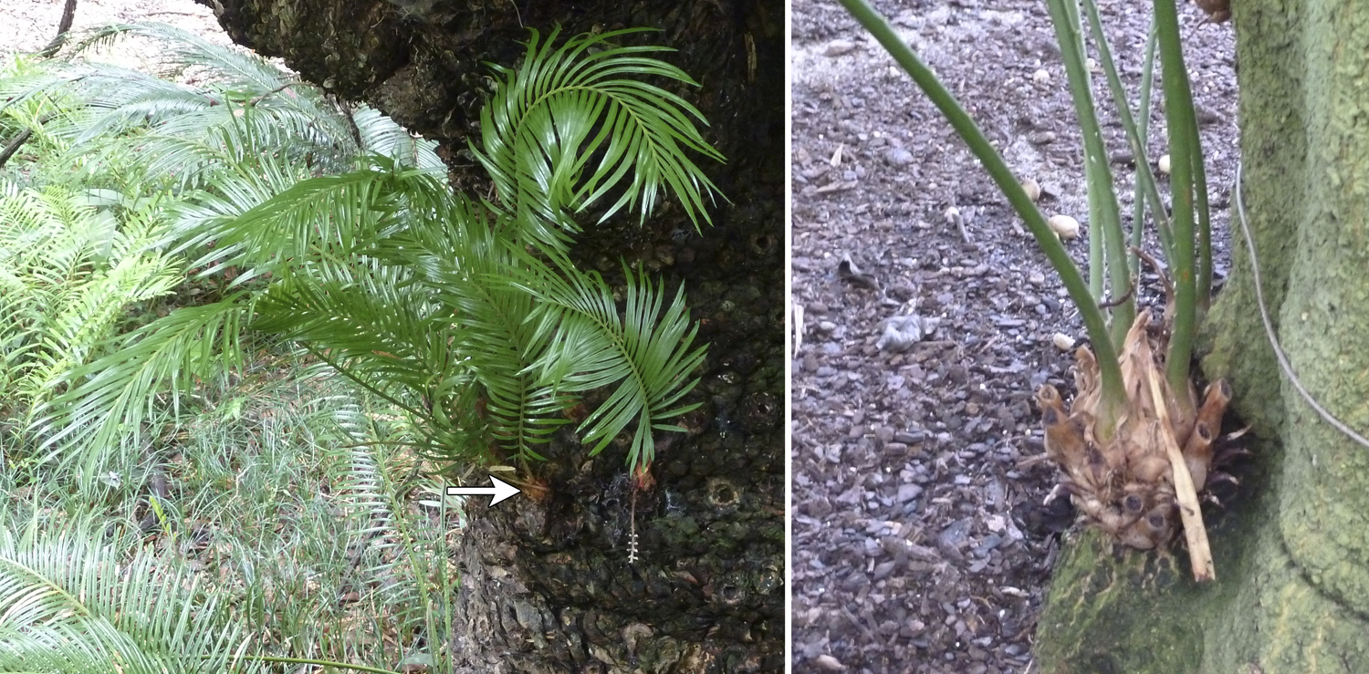2-Panel photo figure. Panel 2. Pups (small buds with pinnately compound leaves) on the side of a sago palm trunk. Panel 2: Pup (large bud with leaf petioles and catatphylls) at the base of a queen sago trunk.