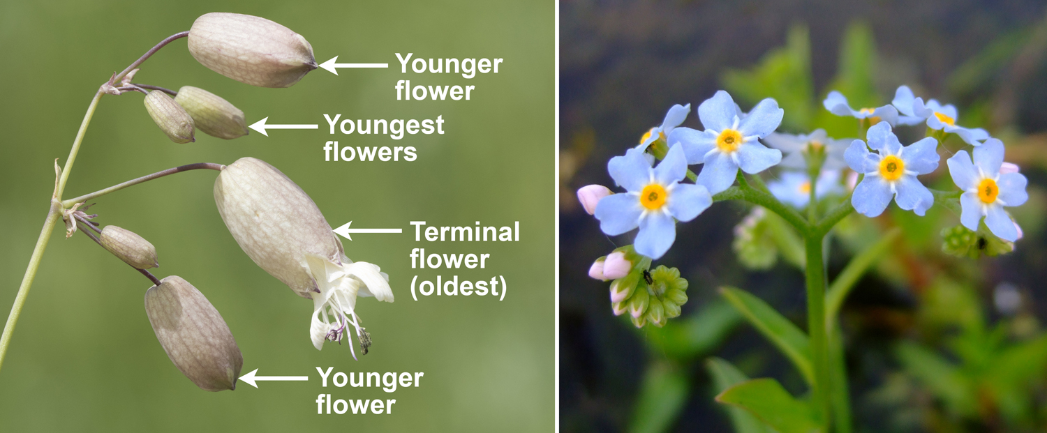 2-Panel figure. Panel 1: Bladder campion inflorescence with terminal flower at the end of each branch. Panel 2: Forget-me-not inflorescence, a curled scorpioid cyme.