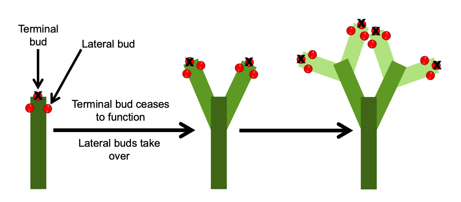 3-Part diagram of the growth of a dichasium. Part 1. Stem with aborted terminal bud and two lateral buds, one on either side. Part 2: The 2 lateral buds have produced two branches and abort; growth is taken over by lateral bud pairs near each aborted terminal bud. Part 3. Each lateral bud pair has produced new branches, and they have aborted; new lateral bud pairs are ready to take over growth.