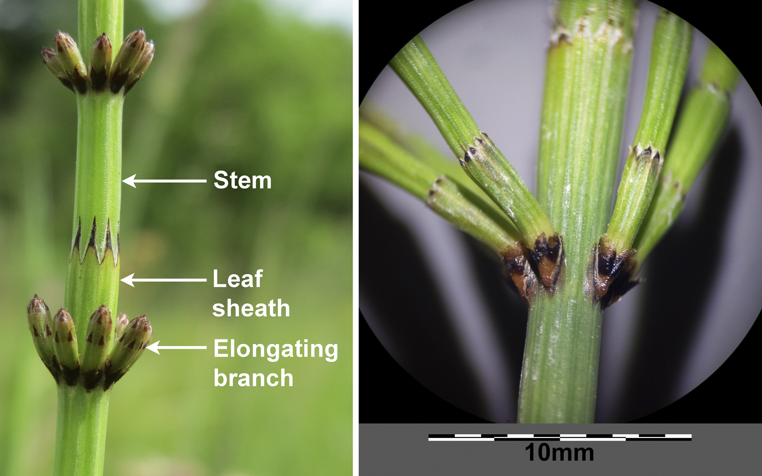 2-Panel photo figure. Panel 1: Marsh horsetail showing two whorls of developing branches, a leaf sheath, and a portion of the stem. Panel 2: Branched horsetail, detail of the bases of the branches in a whorl of branches.