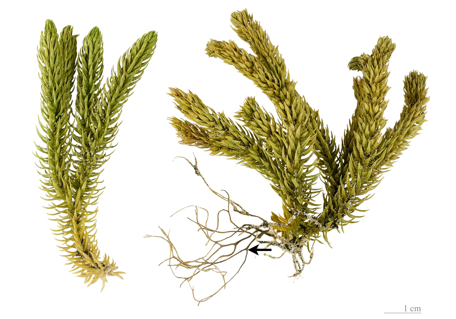Photo of shining firmoss (a lycophyte), showing dichotomizing roots on one of the plants.