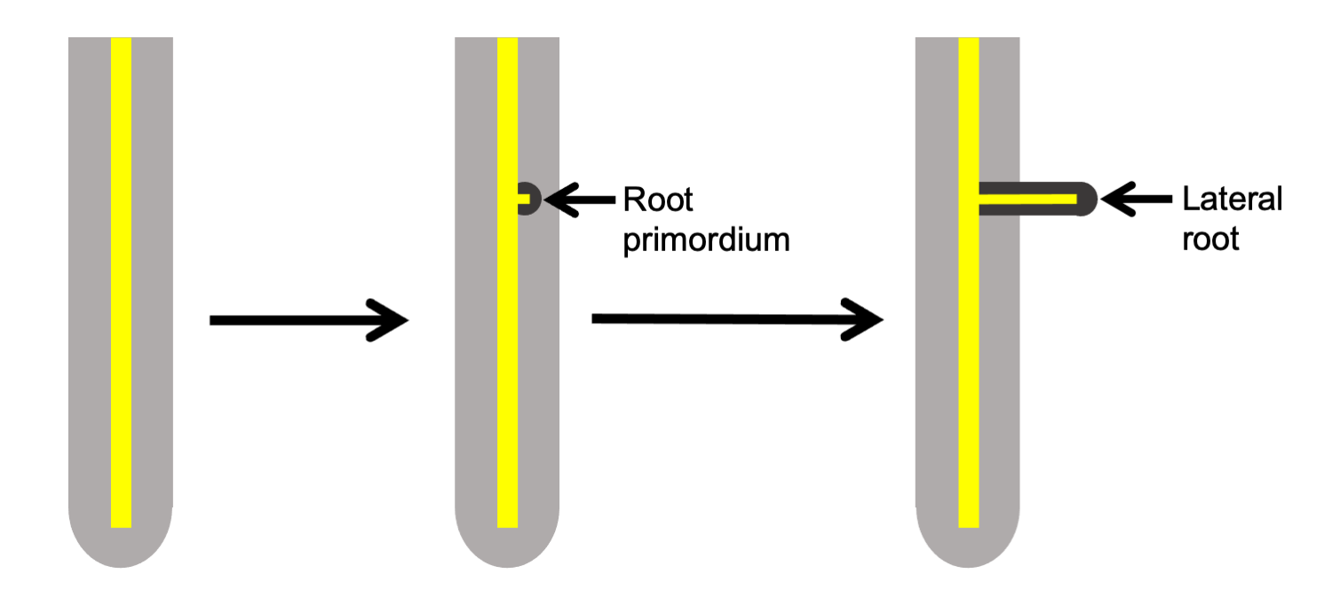 3-Part figure of lateral root branching. Part 1: Unbranched root with central vascular strand. Panel 2: Small lateral root primordium emerging at the edge of the vascular tissue in the main root. Panel 3: Lateral root has elongated now extends outside of the main root.
