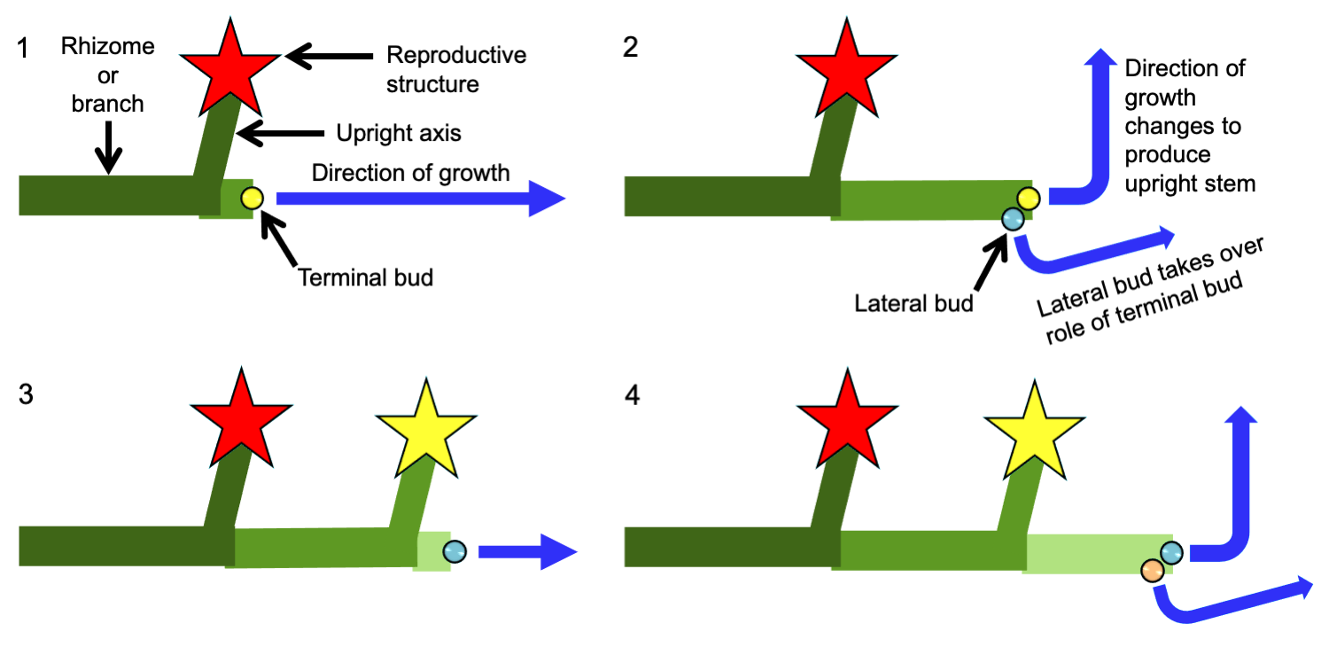 4 Part diagram showing growth of a monochasium. 1. Horizontally oriented stem with an upright axis bearing a reproductive structure; growth of the horizontal axis continues by a terminal bud; Part 2: The horizontal stem is longer and the terminal bud changes its direction of growth to turn upwards; a lateral bud is next to the terminal bud. Part 3: The original terminal bud has produced a reproductive structure and the lateral bud continues growth of the horizontal stem. Part 4: The terminal bud changes direction of growth to turn upwards, and a new lateral bud will take over growth of the horizontal stem.