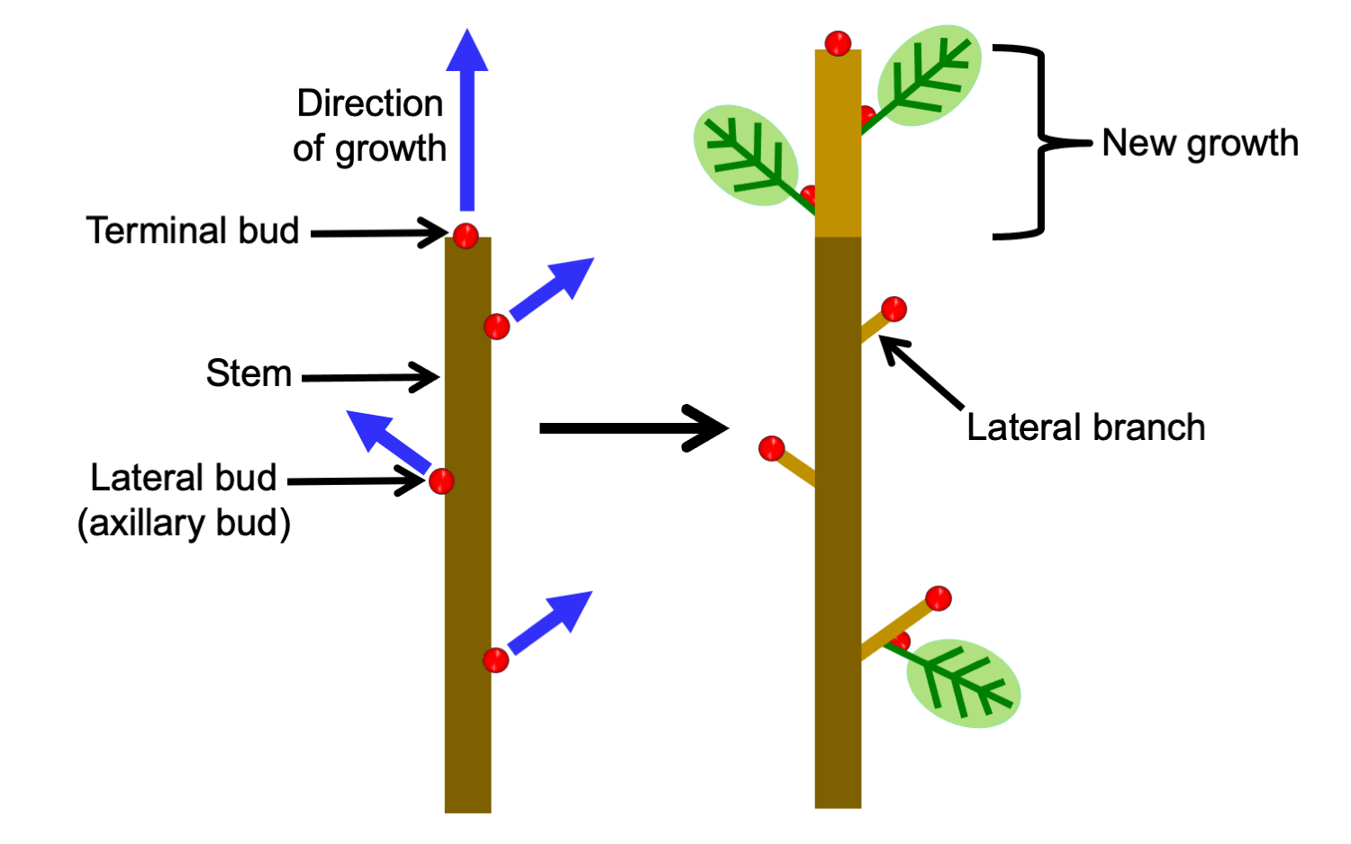 Two diagrams showing monopodial growth. Diagram 1: Stem with terminal and lateral buds; arrows show direction of growth. Diagram 2. Stems with new terminal growth from terminal bud and lateral branches from lateral buds.