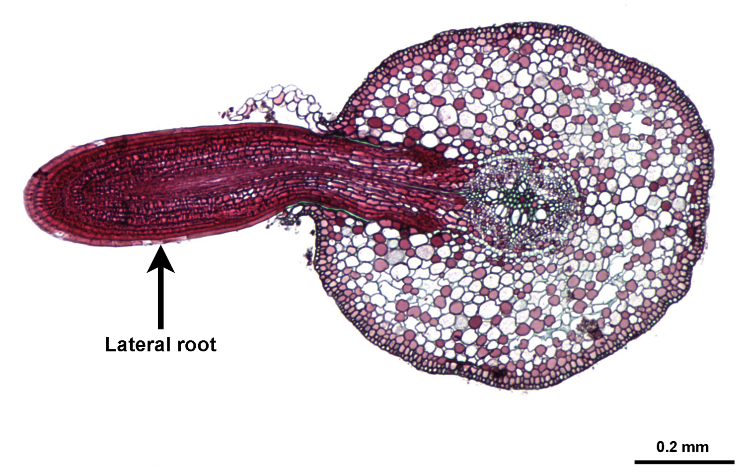 Photo of a cross-section of a willow root with a lateral root (lateral root is in longitudinal section).