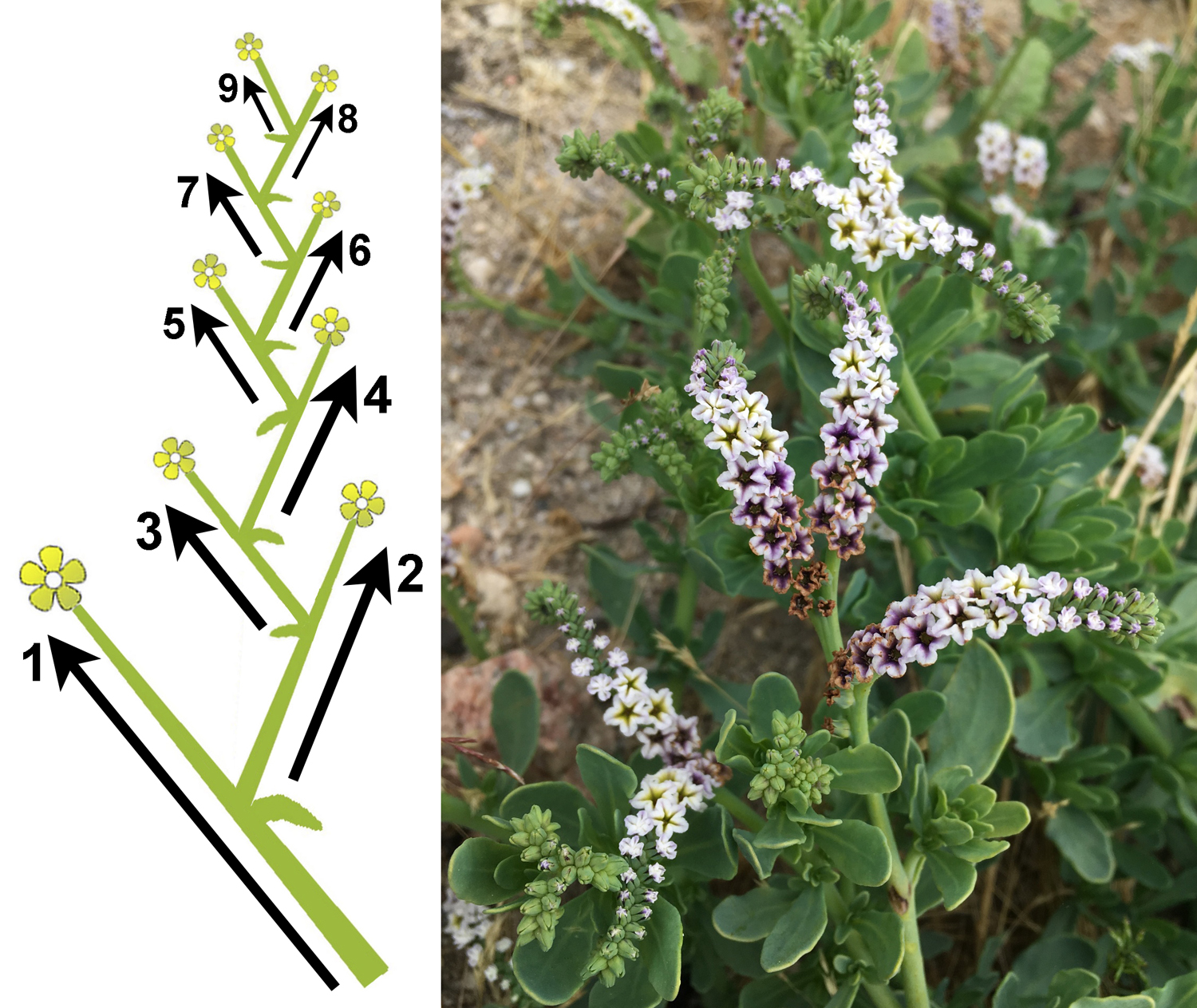 2-Panel figure of scorpioid cymes. Panel 1: Drawing of branching pattern, showing that lateral buds alternate to produce two rows of flowers. Panel 2: Scorpioid cymes of alkali heliotrope, each clearly showing two rows of flowers (photos).