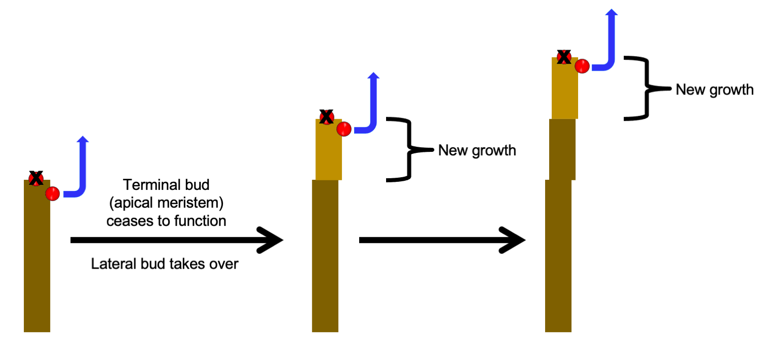 Diagram of sympodial growth producing a branch. In each stage of growth, the apical bud is replaced by a lateral bud, which continues the growth of the branch.