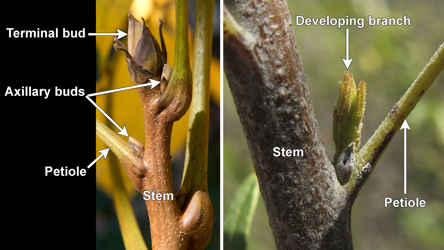 2-Panel photo figure. Panel 1: Branch of shellbark hickory with buds in the axils of the leaves. Panel 2. Branch of willow karee with a single axillary bud beginning to grow into a branch.