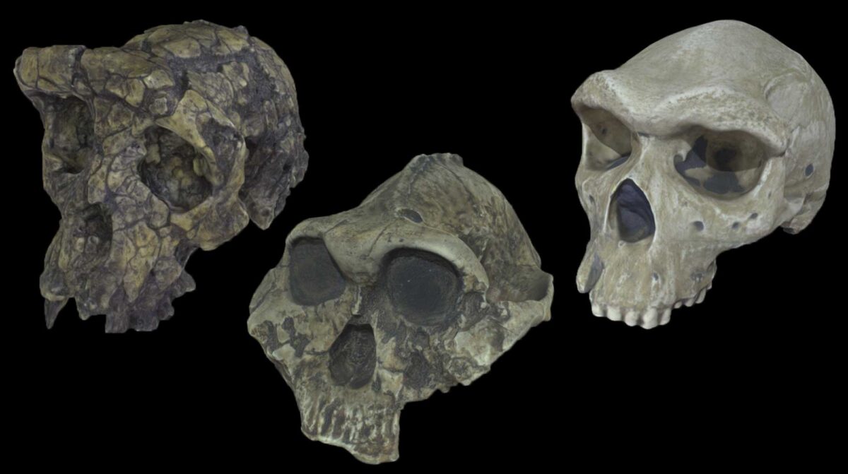 Image showing the skulls of three hominids.