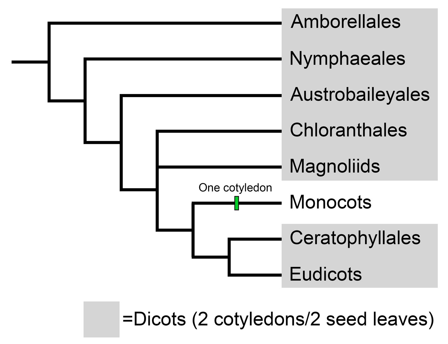 Diagram of angiosperm relationships showing dicot groups. Dicots include Amborellales, Nymphaeales, Austrobaileyales, Chloranthales, Magnoliids, Ceratophyllales, and Eudicots.
