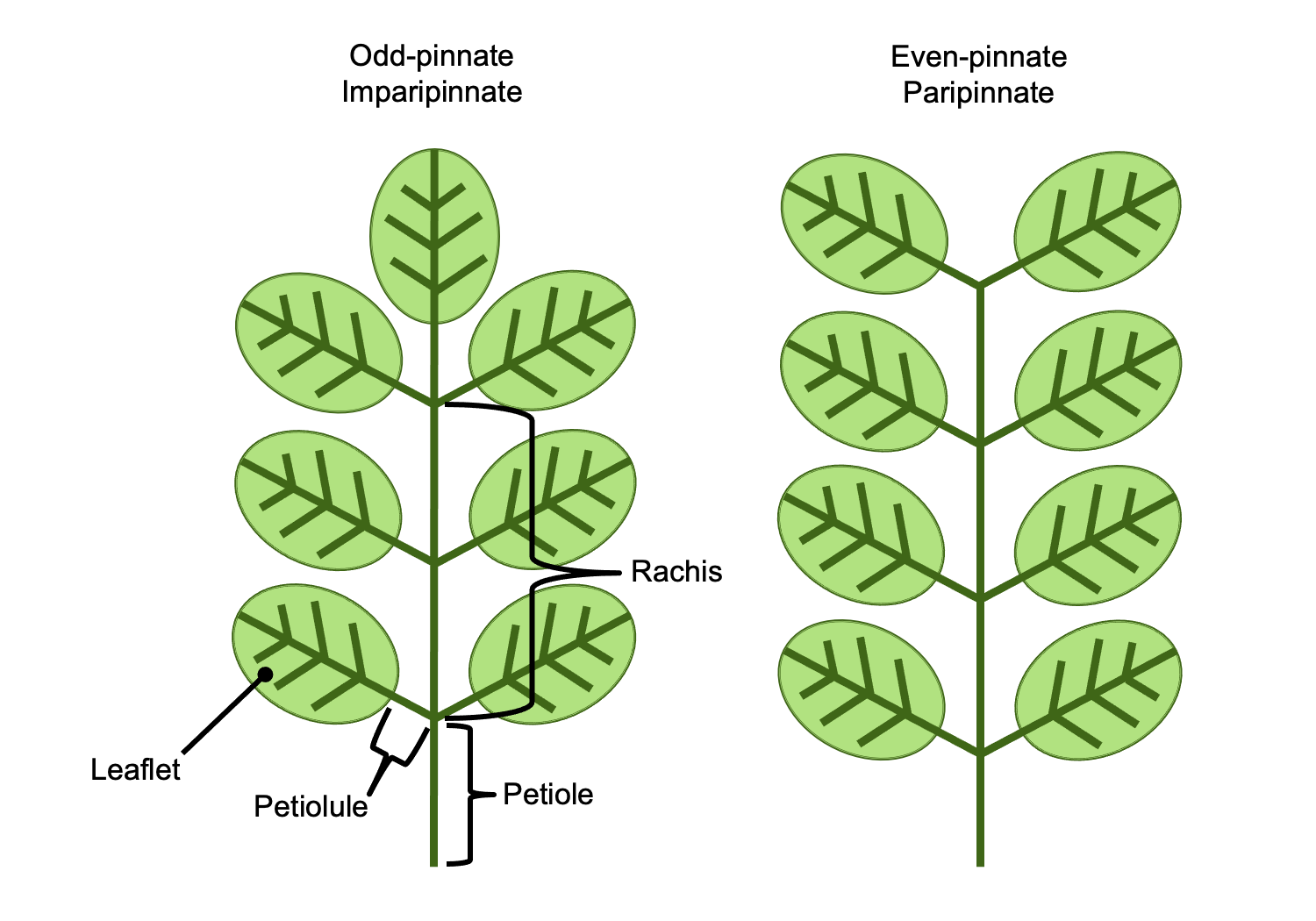 Diagrams of odd-pinnate and even-pinnate leaves. Odd-pinnate leaves end with a leaflet, whereas even-pinnate leaves do not.