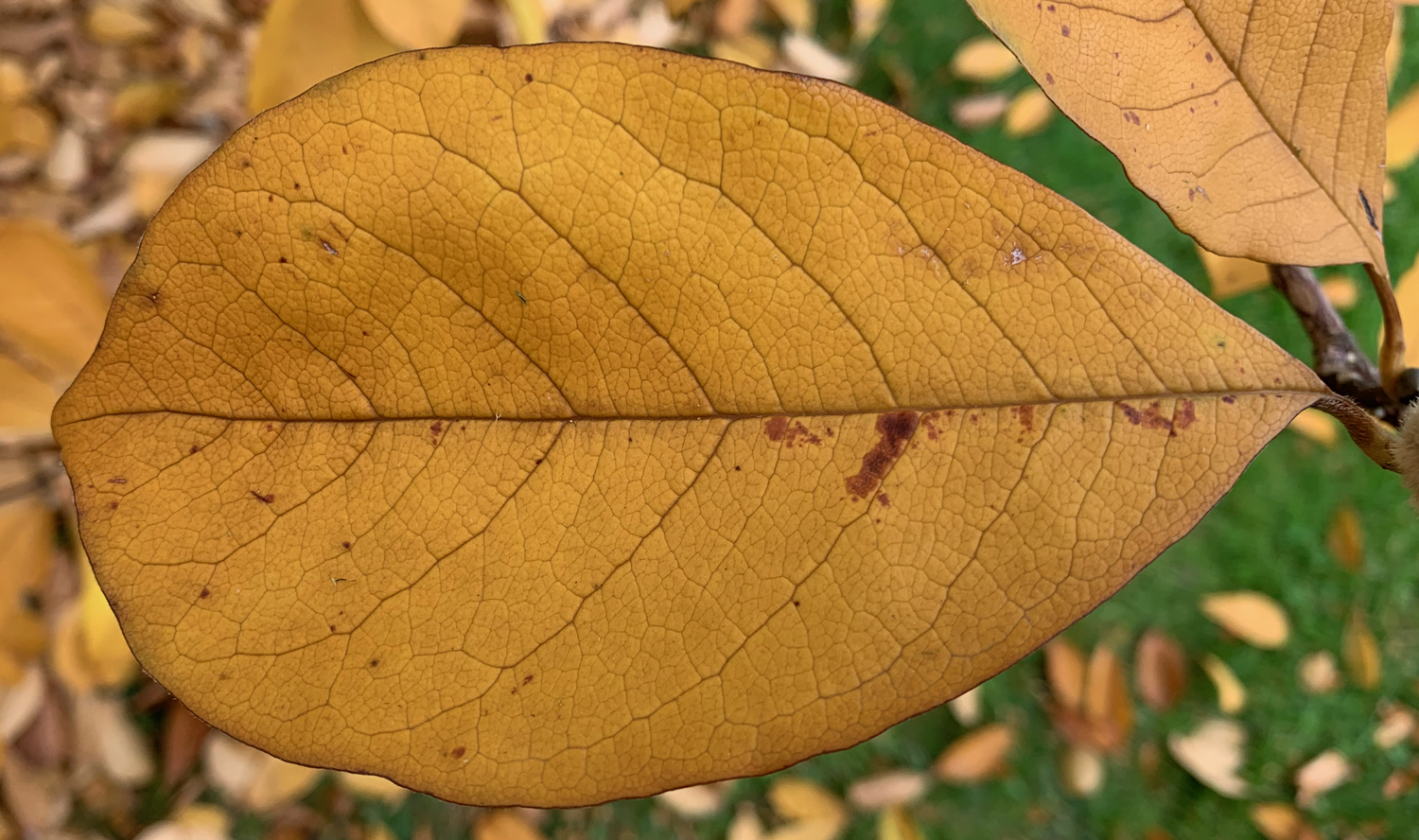 Photograph of a magnolia leaf that has turned yellow in the fall. The reticulate venation pattern is clearly visible on the leaf surface.