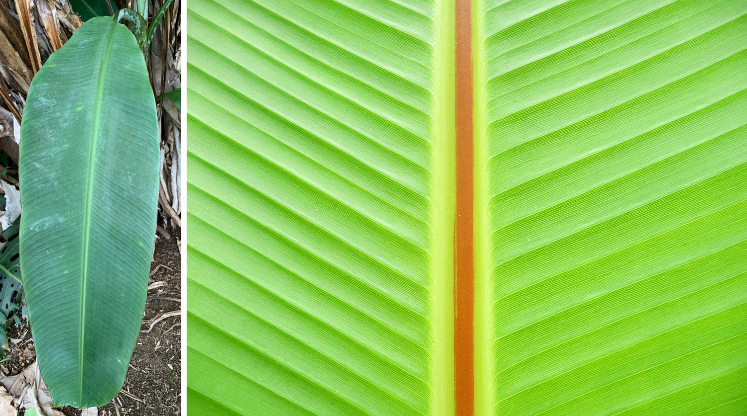 2-Panel figure of color photographs of banana leaves. Panel 1: Whole leaf showing midvein and parallel lateral veins. Panel 2. Detail of midvein and parallel lateral veins.