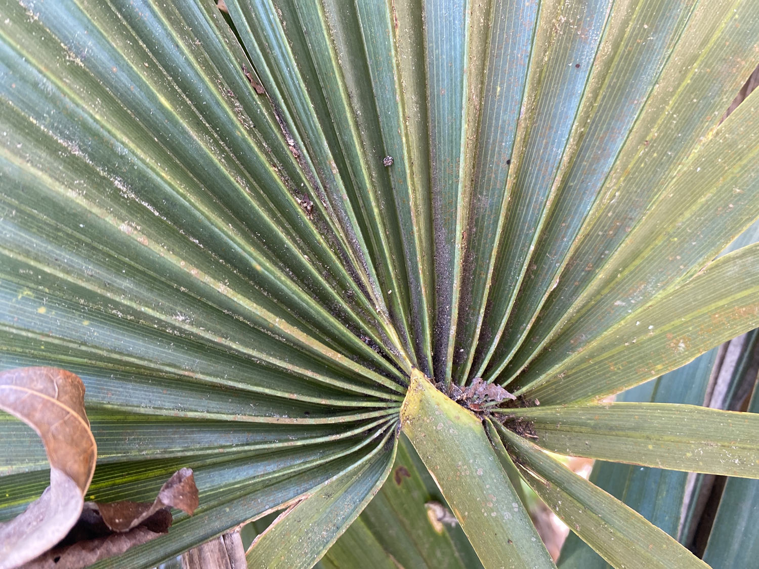 Color photograph of the base of a palmetto leaf showing veins radiating from the petiole. The leaf blade is plicate (folded).