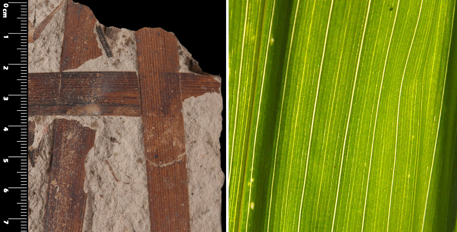 2-Panel figure of color images of monocot leaves. Panel 1: Portions of fossil cattail leaves showing parallel major veins. Panel 2: Detail of corn leaf showing parallel major veins.