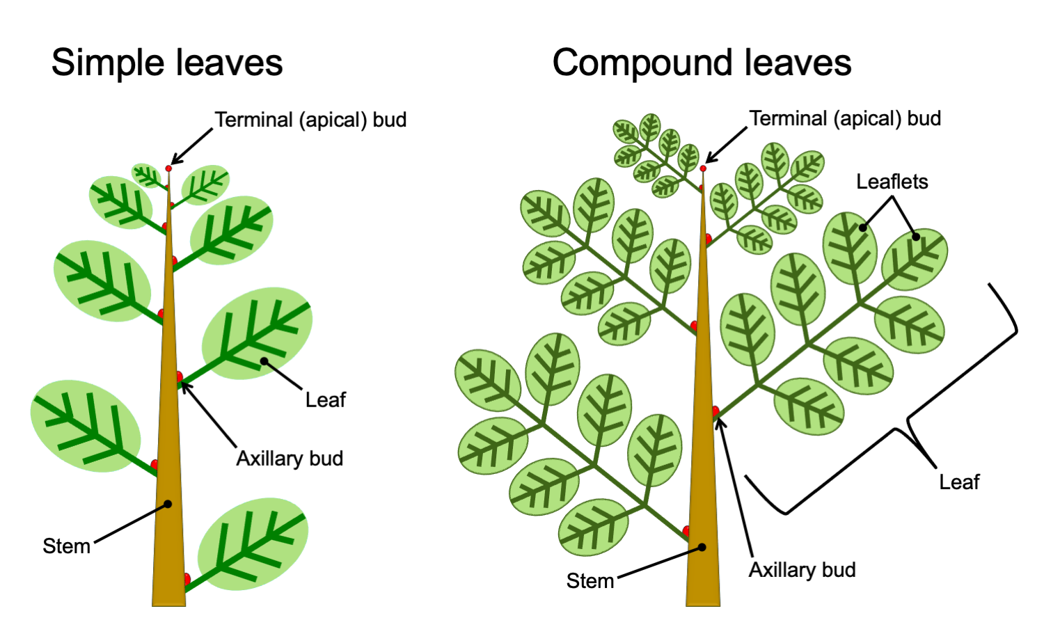 Simple Vs Compound Leaf