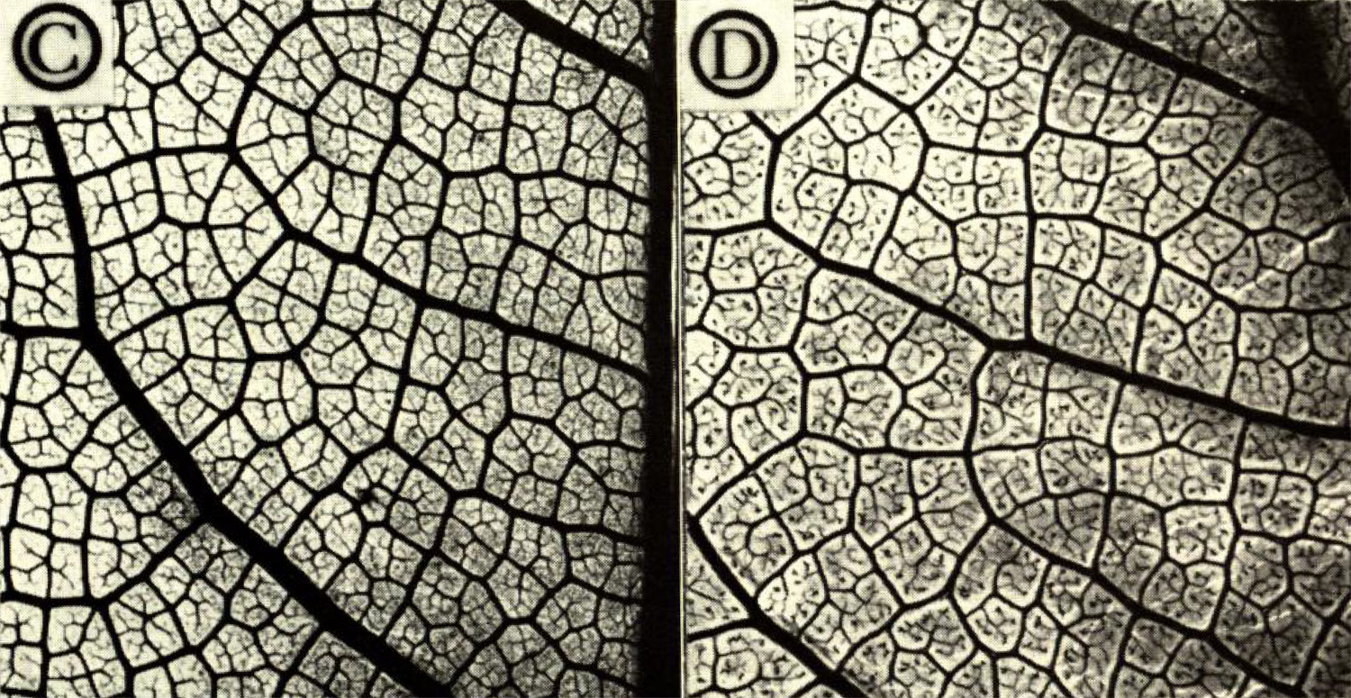 2-Panel figure showing black and white images of higher-order leaf venation, areoles, and freely ending veinlets. Image from Hickey and Wolfe (1975).