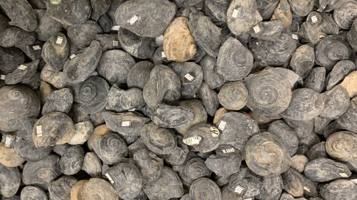 Photograph of numerous specimens of the Devonian fossil snail Bembexia.