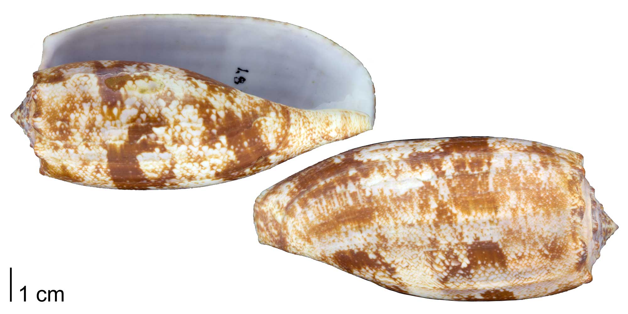 Photographs of the ventral and dorsal sides of a Conus geographus shell.