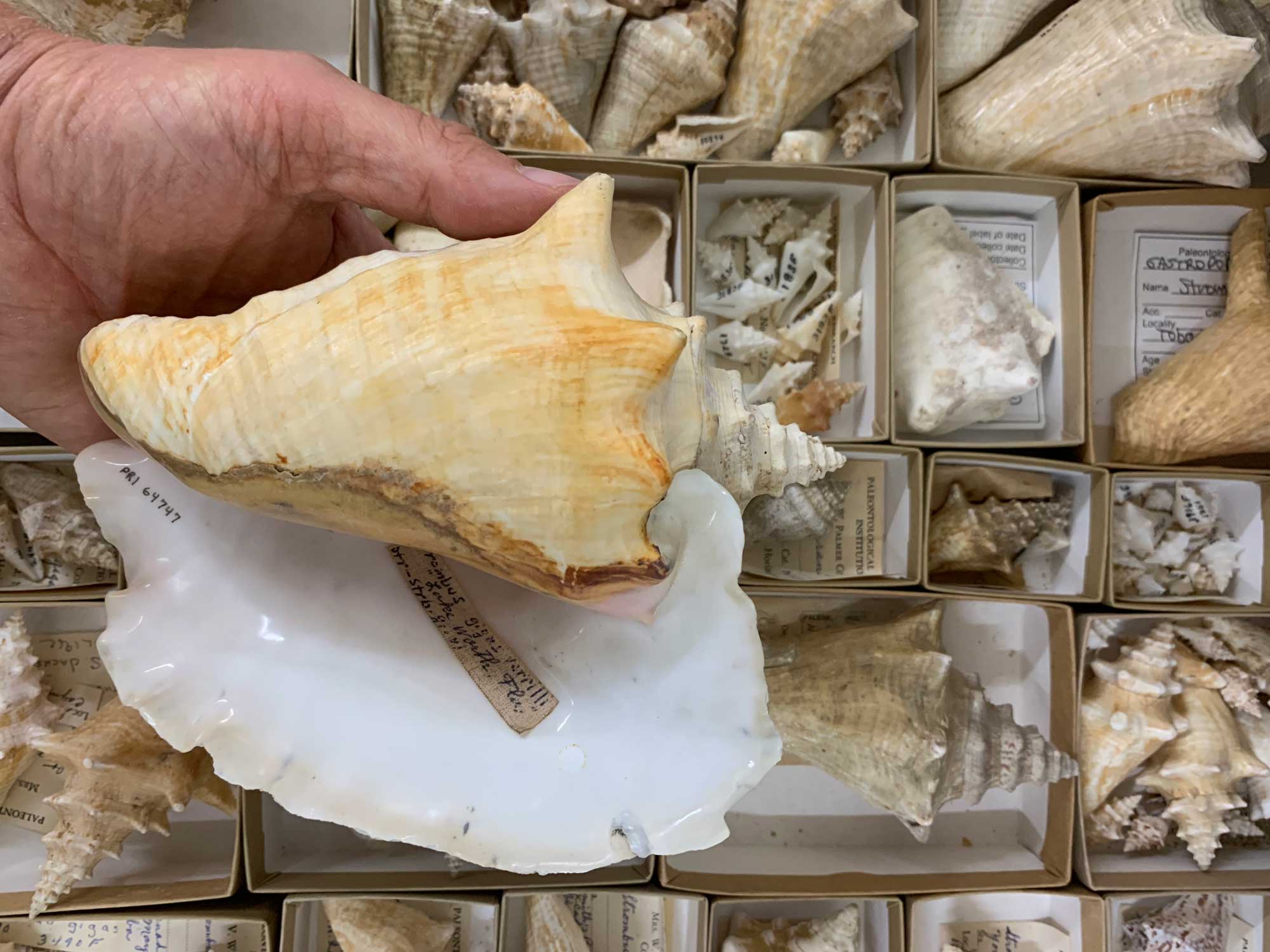 Photograph of a queen conch shell in a museum collection.