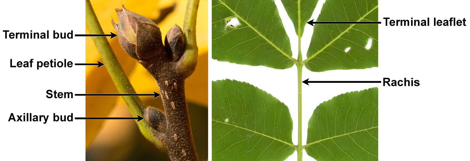2-Panel photographic figure showing shagbark hickory. Panel 1: Tip of stem with attached leaf petioles showing apical and axillary buds. Panel 2. Detail of portion of leaf rachis and leaflet bases showing lack of terminal and axillary buds.