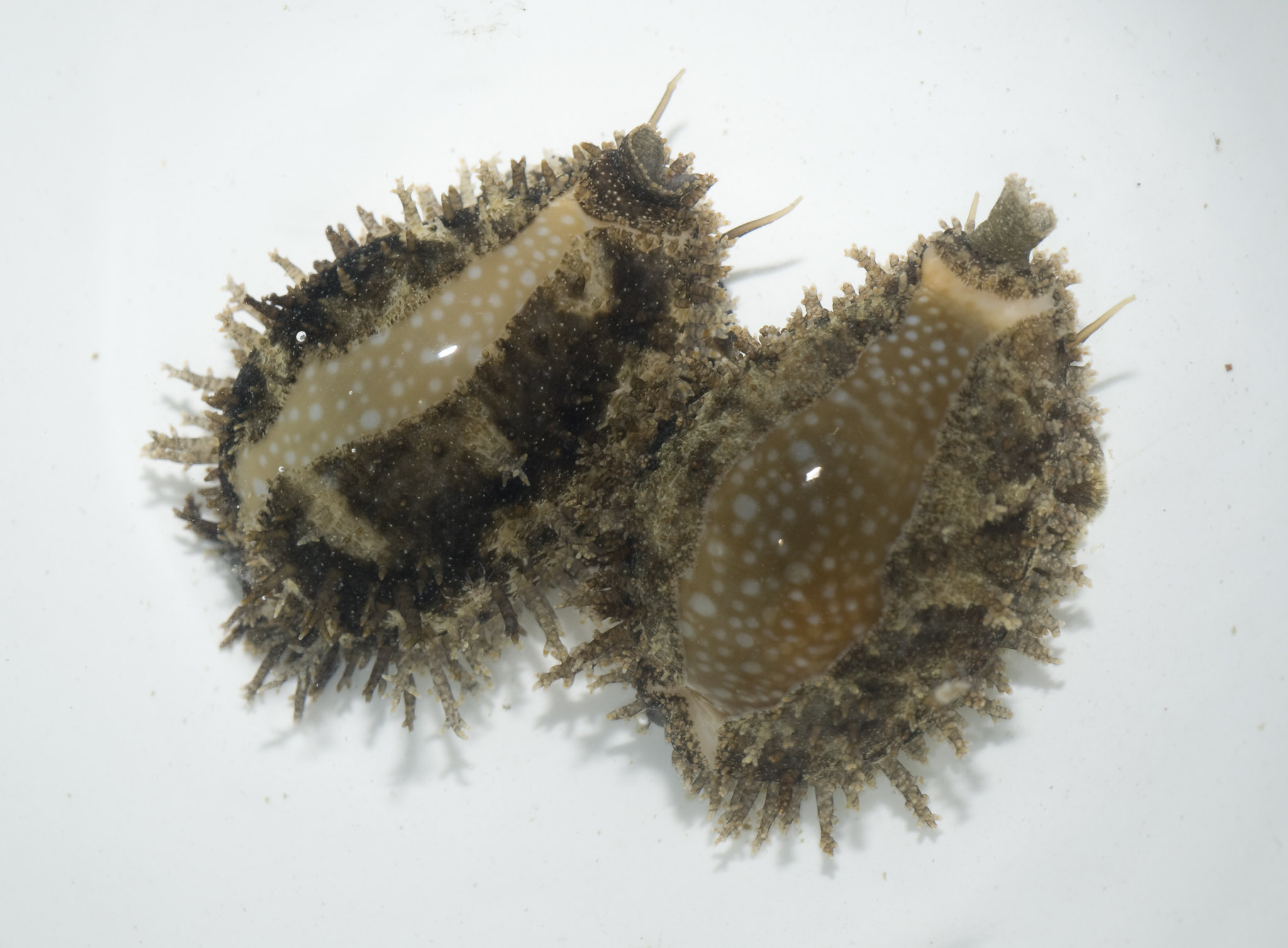 Photograph of two individuals of Naria miliaris cowries.