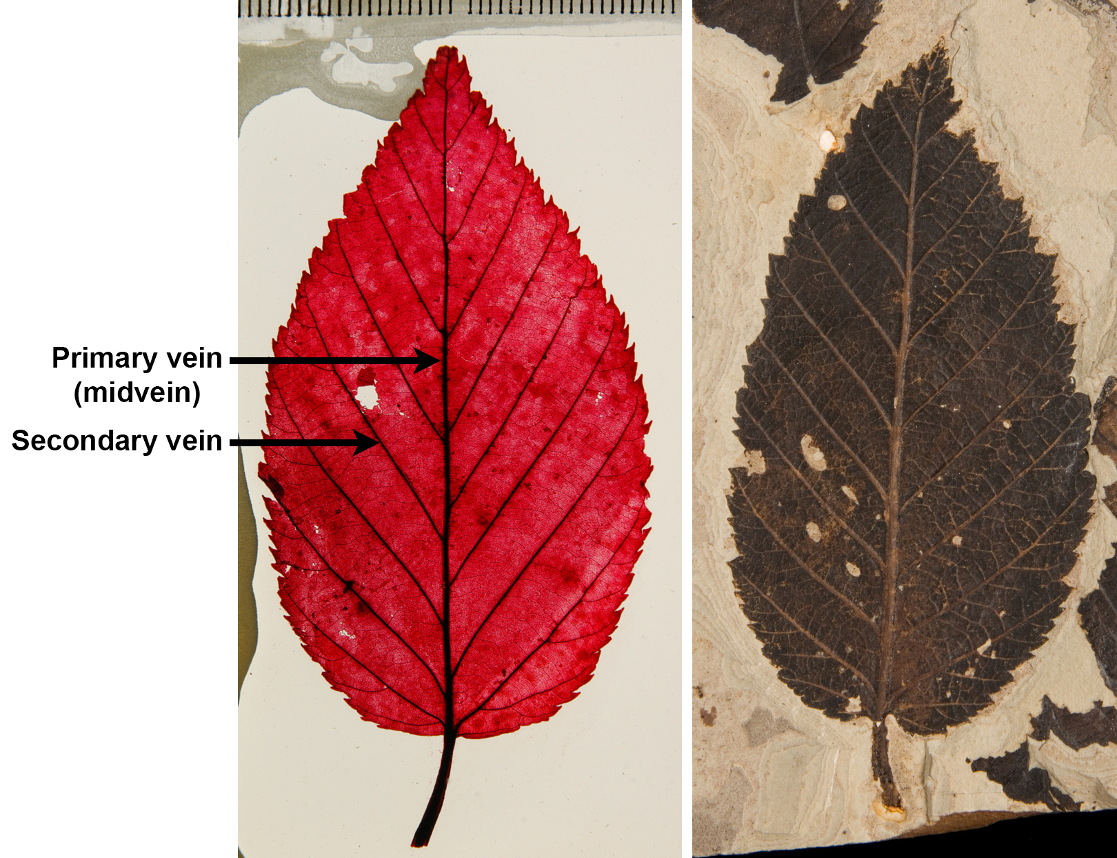 2-Panel figure. Panel 1: Cleared birch leaf with pinnate venation and straight secondary veins. Panel 2: Fossil birch leaf with pinnate venation and straight secondary veins.