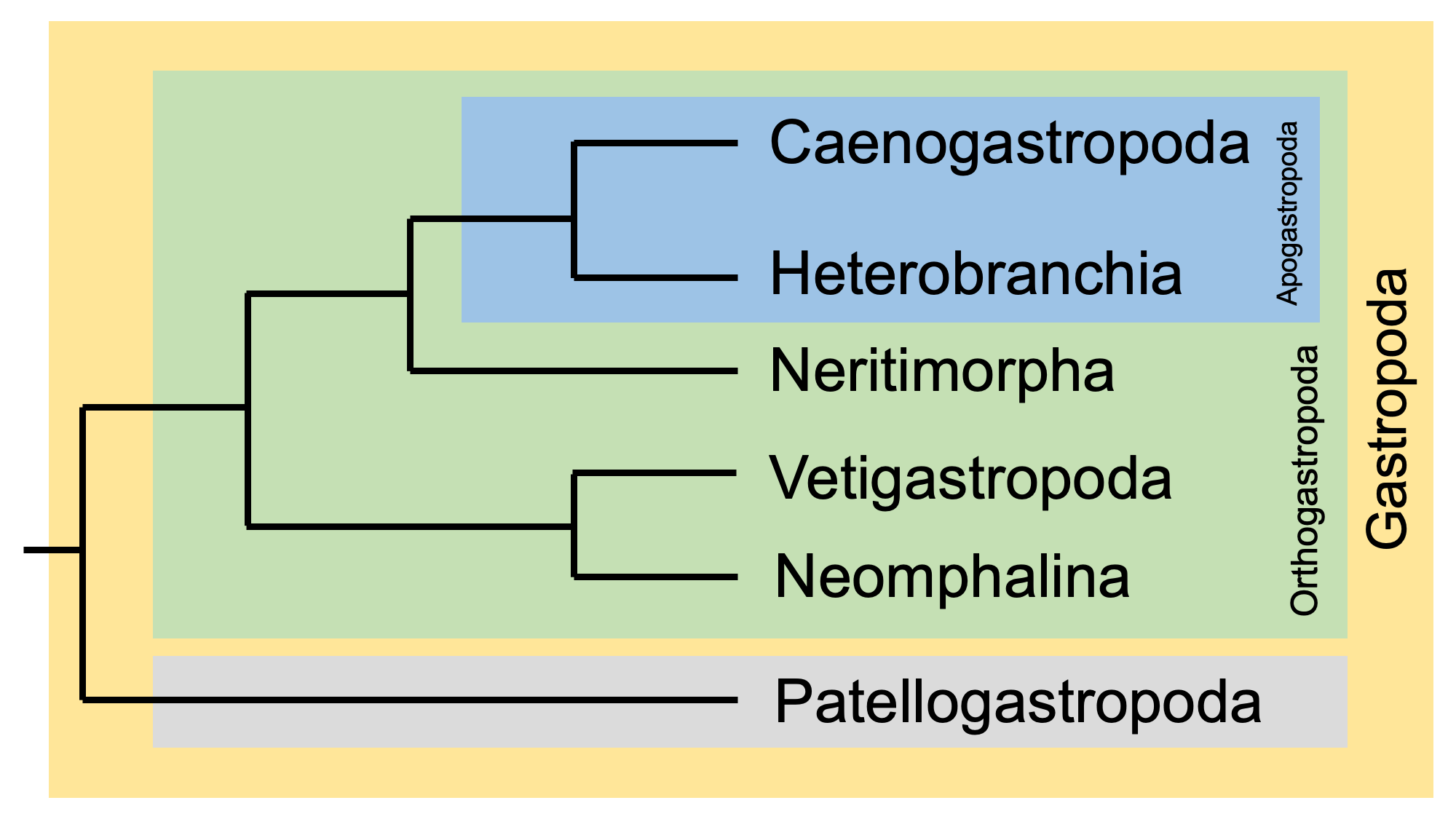 Diagram showing a phylogenetic hypothesis for modern gastropod clades.