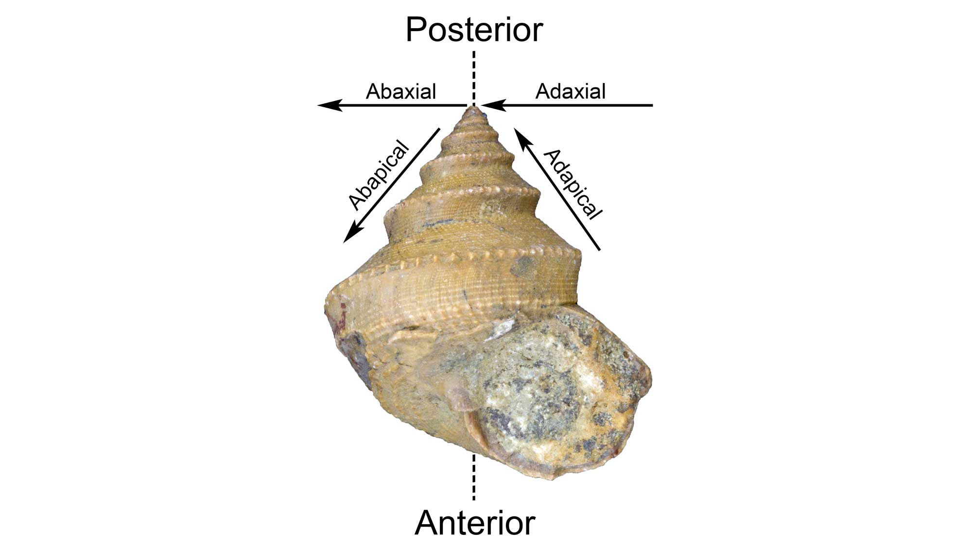 Image showing positional terms on a Paleozoic snail fossil.