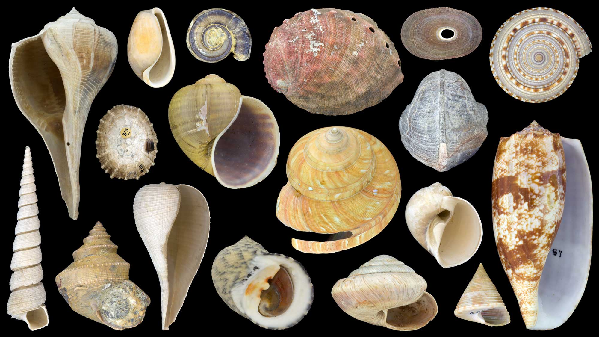Image showing a variety of modern and fossil gastropod shells.