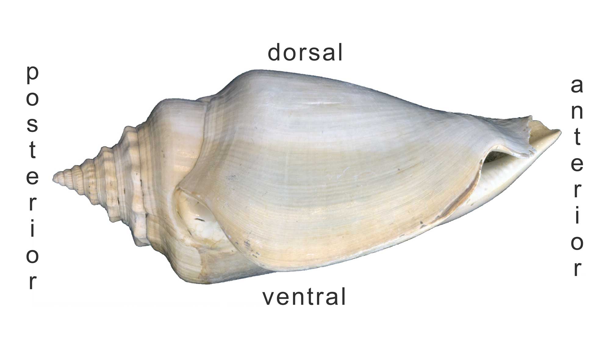 Photograph of a fossil Strombus shell showing the posterior, anterior, dorsal, and ventral sides.