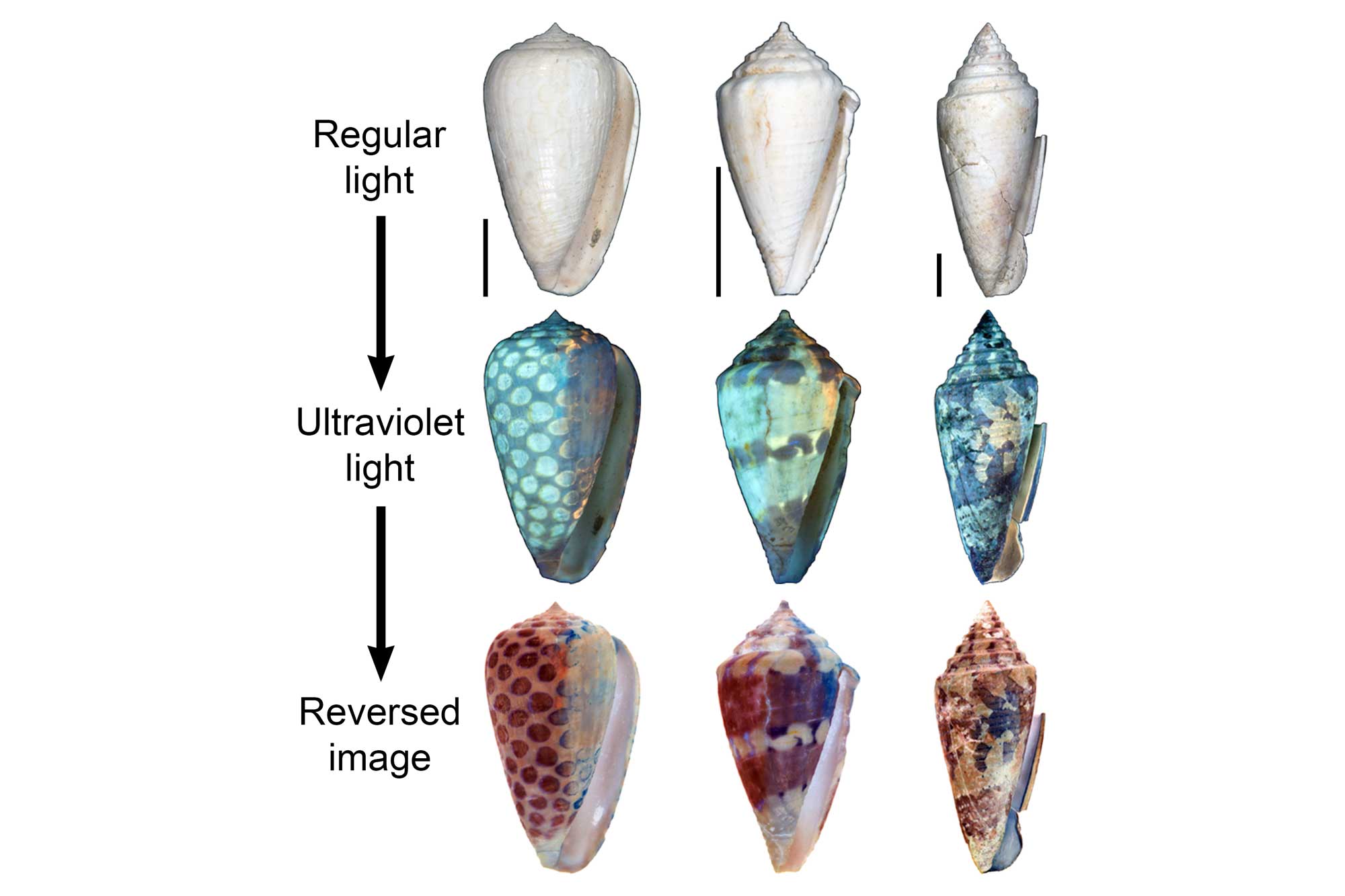 Image shows three specimens of cone snails under regular and ultraviolet light, which reveals their original coloration patterns.