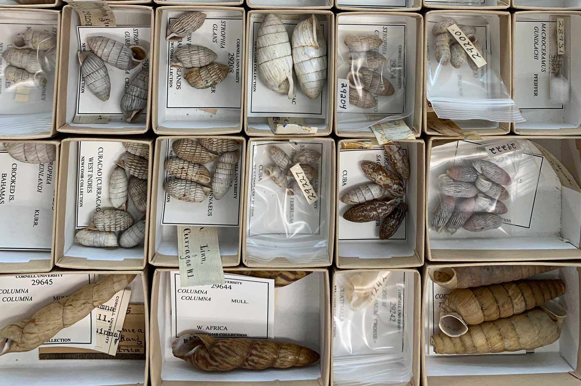Photograph showing a variety of modern land snail shells in a museum collection.