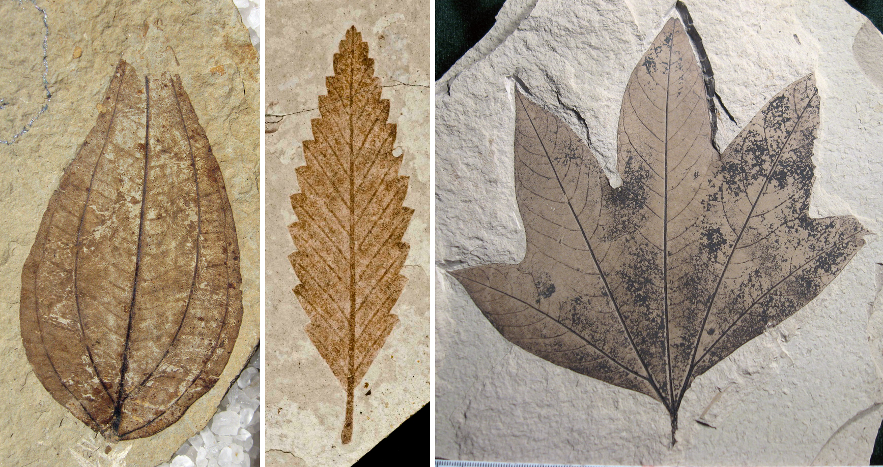 3-Panel photographic image of fossil leaves. Left: Leaf with entire (completely smooth) margin. Center: Birch family leaf with toothed margin. Right: Leaf of an extinct sycamore with 5 lobes.