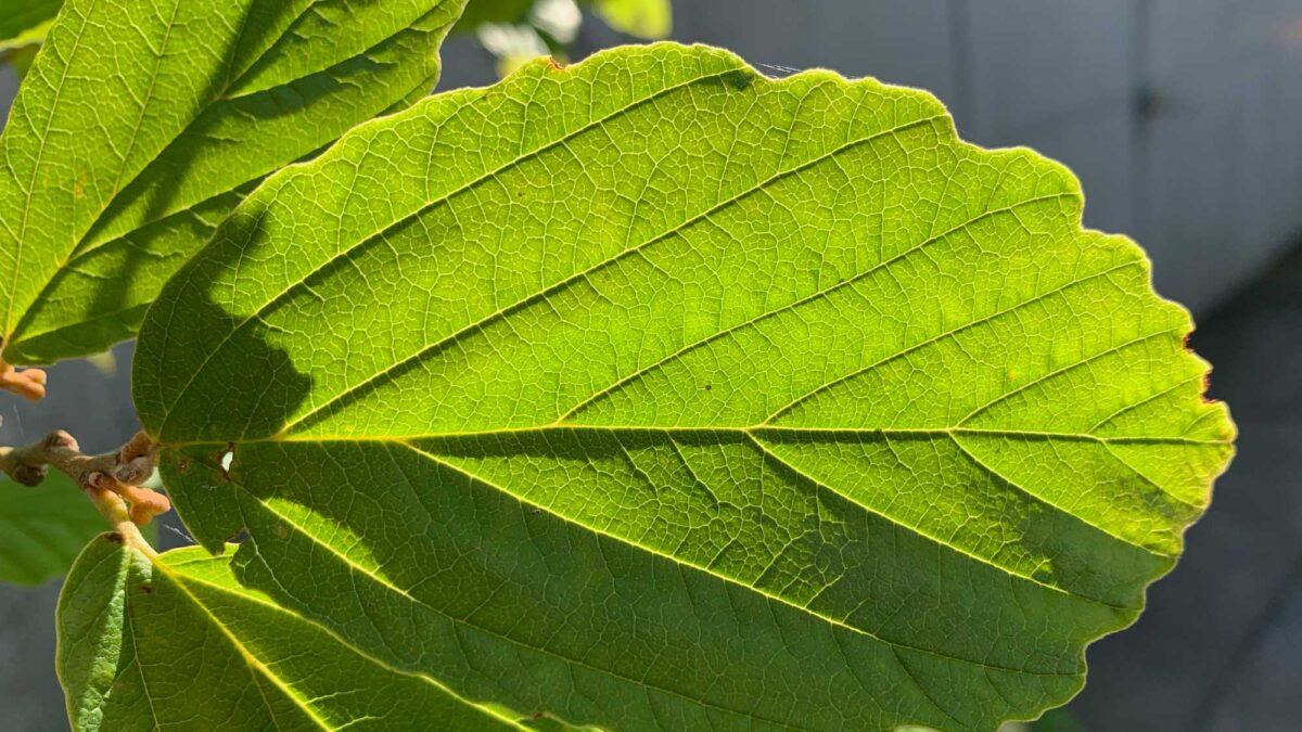 Photograph of a witch hazel leaf.