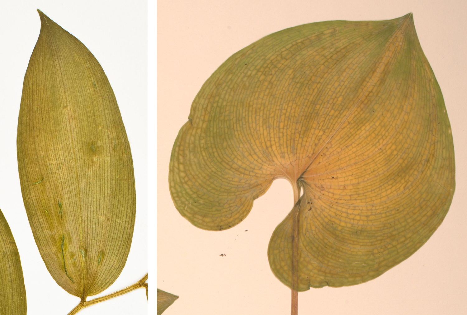 2-Panel figure showing photographs of leaves of Maianthemum from herbarium sheets. Panel 1: Leaf with parallelodromous venation. Panel 2. Leaf with campylodromous venation.